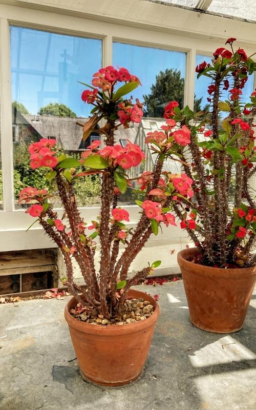 A Walk Through Borde Hill Garden, Sussex - The Flamingo Hiker